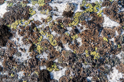Lichens - Korstmossen