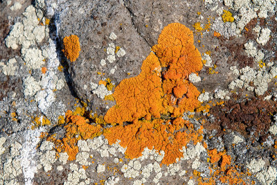 Lichens - Korstmossen