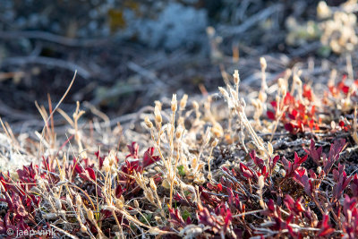Autumn vegetation - Najaars vegetatie