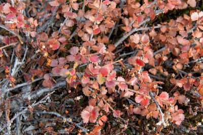Dwarf Birch - Dwergberk - Betula nana