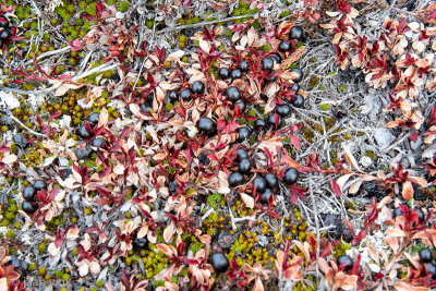 Arctic Bilberry - Rijsbes - Vaccinium uliginosum