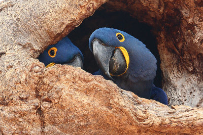Anodorhynchu shyacinthinus (hyacinth macaw - ara giacinto)