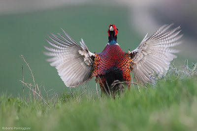 Phasianus colchicus(pheasant-fagiano)