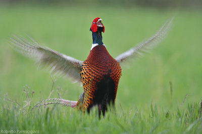 Phasianus colchicus(pheasant-fagiano)