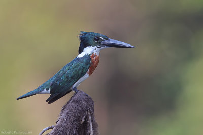 Chloroceryle amazona (amazon kingfisher - martin pescatore dell amazzonia)