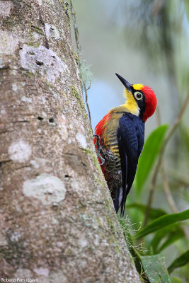 Melanerpes flavifrons (yellow fronted woodpecker - picchio fronte gialla)