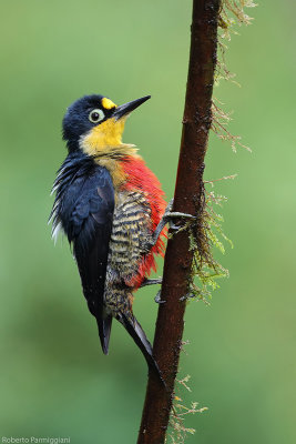 Melanerpes flavifrons (yellow fronted woodpecker - picchio fronte gialla)