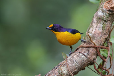 Euphonia violacea (violacous euphonia - eufonia violoacea)