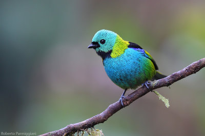 Tangara seledon (green headed tanager - tangara dai 7 colori)