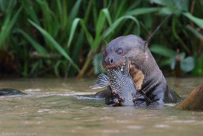 Pteronura brasiliensis (gint otter - lontra gigante)