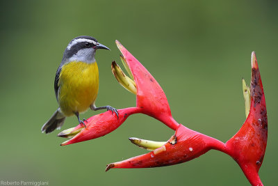 Coereba flaveola (bananaquit)