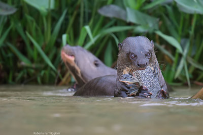 Pteronura brasiliensis (gint otter - lontra gigante)