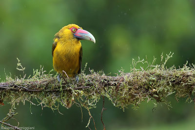 Pteroglossus bailloni ( saffron toucanet - tucanetto zafferano)