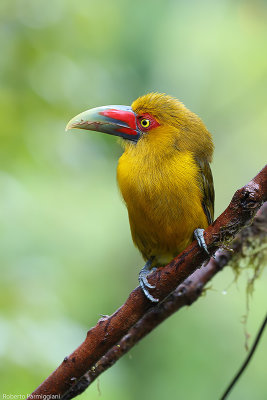 Pteroglossus bailloni ( saffron toucanet - tucanetto zafferano)