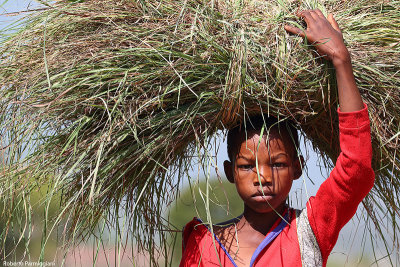 Young farmer