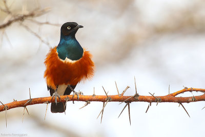 Lamprotornis superbus (superb starling - storno superbo)