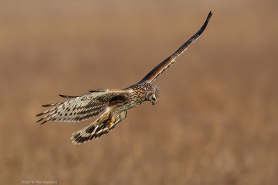 Circus cyaneus (hen harrier-albanella reale)