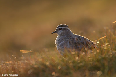 Eudromias morinellus (dotterel - piviere tortolino)