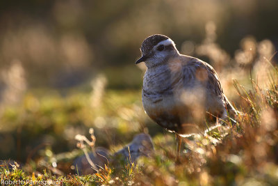 Eudromias morinellus (dotterel - piviere tortolino)