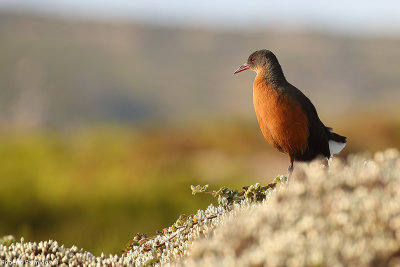 Rougetius rougetii (rouget rail - rallo di Rouget)