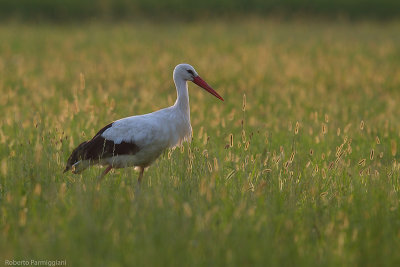 Ciconia ciconia (white stork-cicogna bianca)