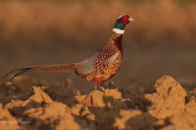 Phasianus colchicus(pheasant-fagiano)