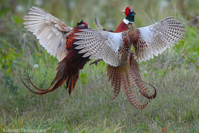 Phasianus colchicus(pheasant-fagiano)