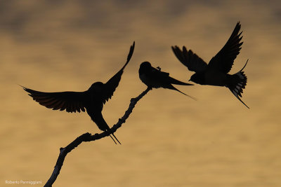 Hirundo rustica (swallow-rondine)