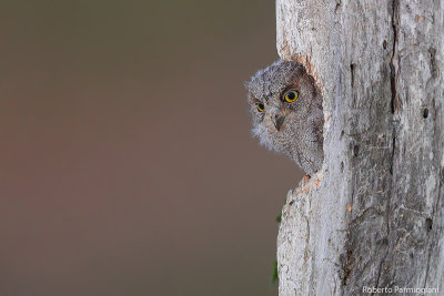 Otus_scops (scops owl - assiolo)
