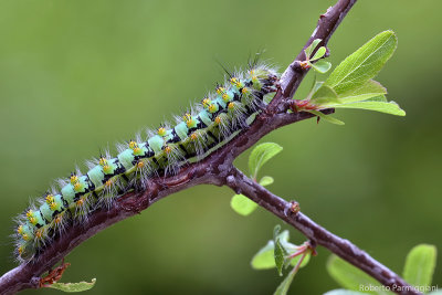 Saturnia pavoniella  pavonia minore