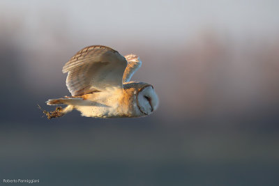 Tyto alba (barn owl - barbagianni)