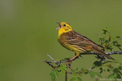 Emberiza citrinella (Yellow bunting-Zigolo giallo)