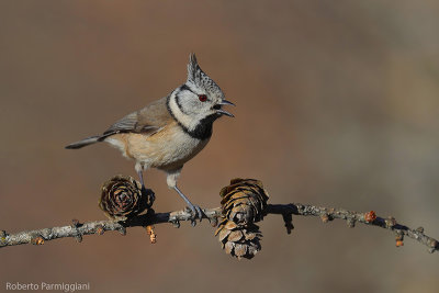 Parus cristatus (crested tit - cincia dal ciuffo)