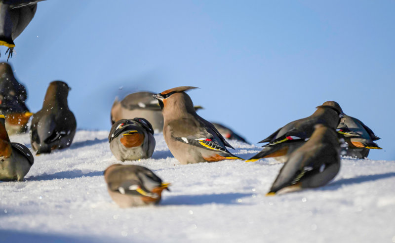 Bohemian Waxwings eating snow crystals on the roof of my neighbours house.