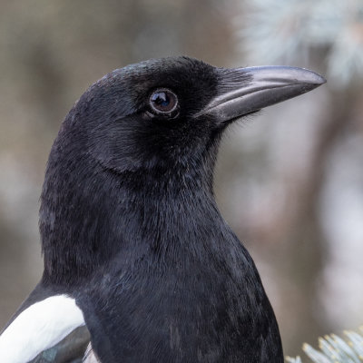 Black-billed Magpie posing for a portrait.