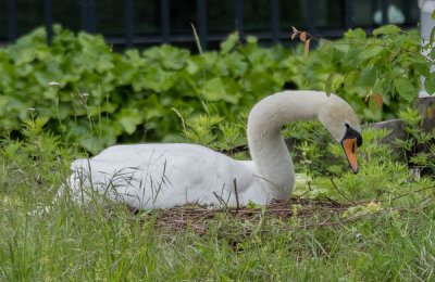 Mute Swan on a nest.