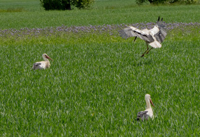 White Storks in a field.