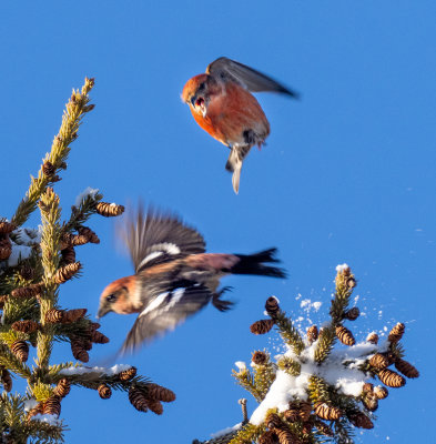 Male White-winged Crossbill defending his territory.