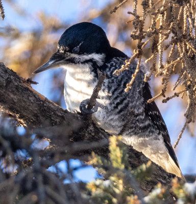 Black-backed Woodpecker in park behind my house.