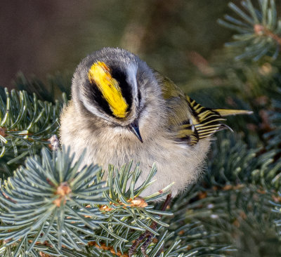 Golden-crowned Kinglet.