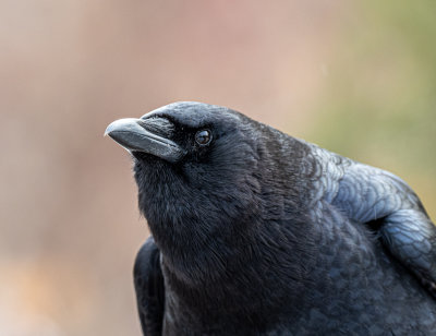 American Crow. Note you can see my reflection in the crow's eye.
