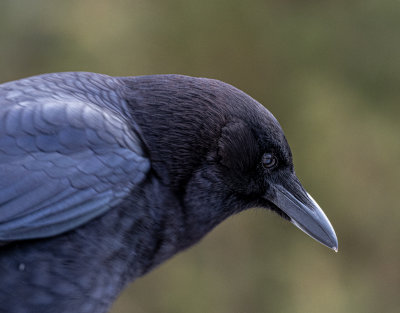 American Crow.