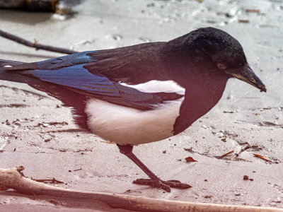 Black-billed Magpie with one leg. It seems to be foraging just fine as it hops on one foot.
