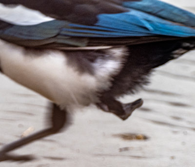 Black-billed Magpie with one leg. You can see the stump of the missing leg.