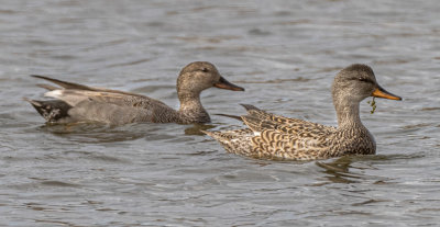 Male and Female Gadwall.