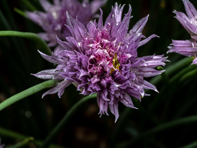 Flower on my Chives.