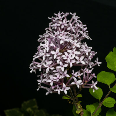 Dwarf Lilac flowers.