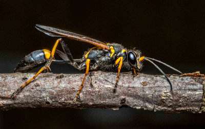 This insect (Great Golden Digger Wasp) was in my kitchen sink so I took it outside and it crawled onto a twig.