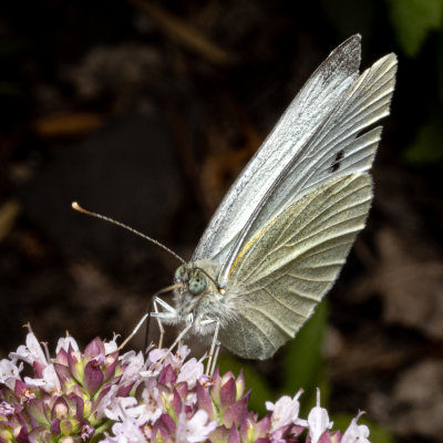 Garden White butterfly in my Oregano flowers.