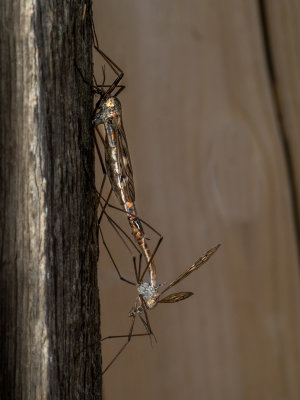 Crane fly mating.